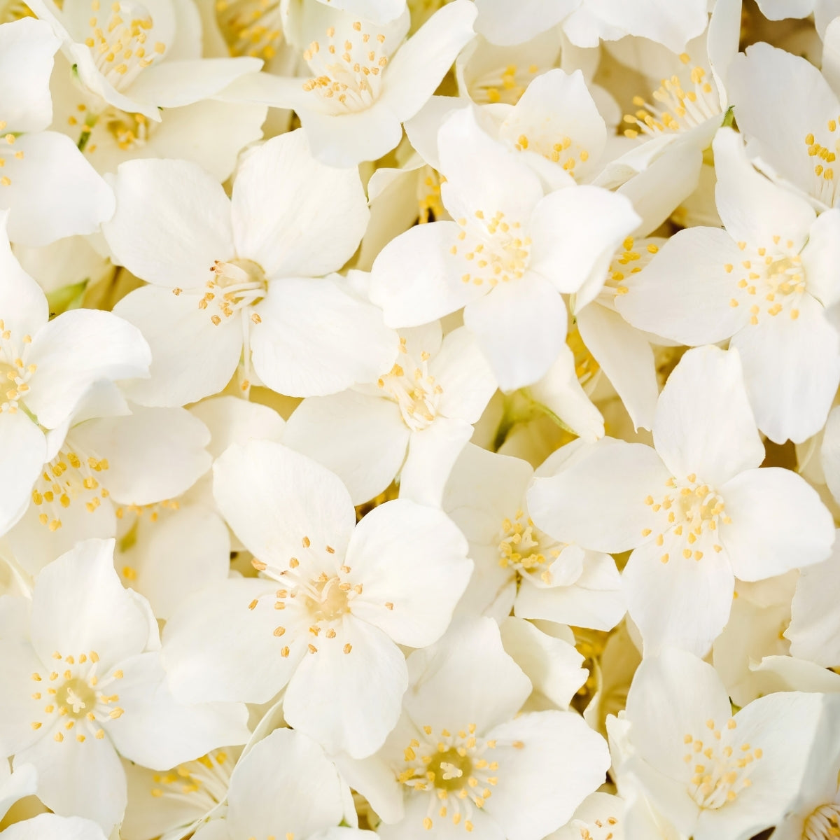 Jasmin als Duftnote für Duftkerze und Duftstäbchen. Erklärung des Duftes.