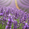 Lavendel