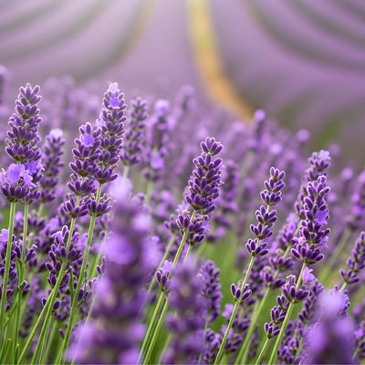 Lavendel