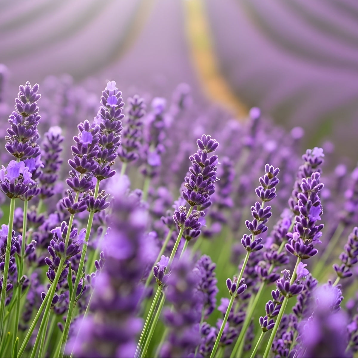Lavendel als Duftnote für Duftkerze und Duftstäbchen. Erklärung des Duftes.
