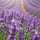 Lavendel als Duftnote für Duftkerze und Duftstäbchen. Erklärung des Duftes.
