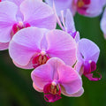 Orchidee