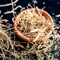 Vetiver 