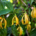 Ylang-Ylang